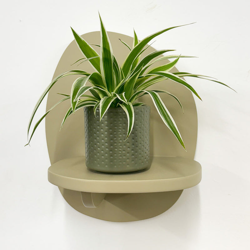 Mini Spider Plant & Pot