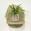 Mini Spider Plant & Pot