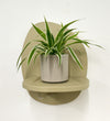 Mini Spider Plant & Pot