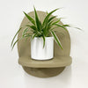 Mini Spider Plant & Pot