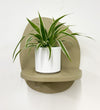 Mini Spider Plant & Pot