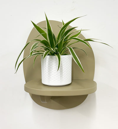 Mini Spider Plant & Pot