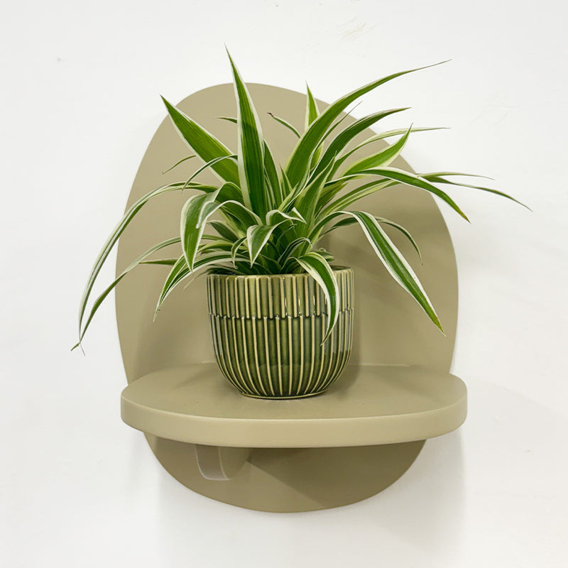 Mini Spider Plant & Pot