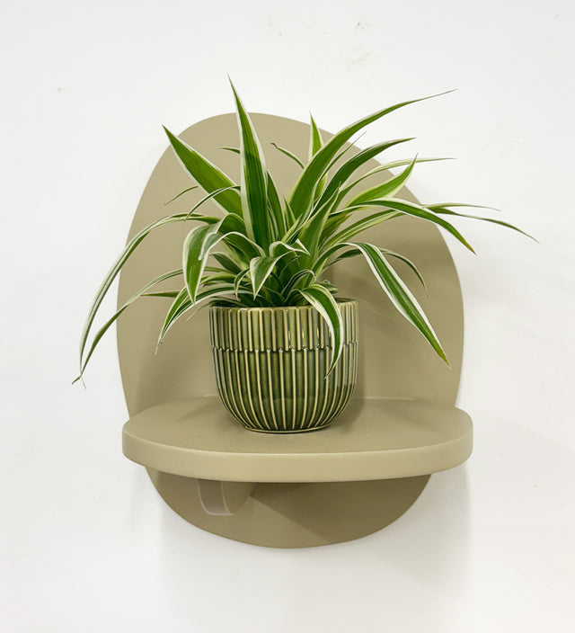 Mini Spider Plant & Pot
