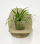 Mini Spider Plant & Pot
