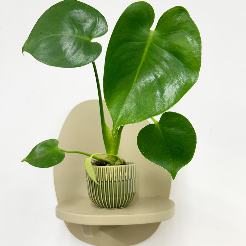 Mini Swiss Cheese Plant & Pot
