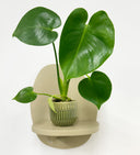 Green Pot