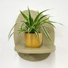 Mini Spider Plant & Pot