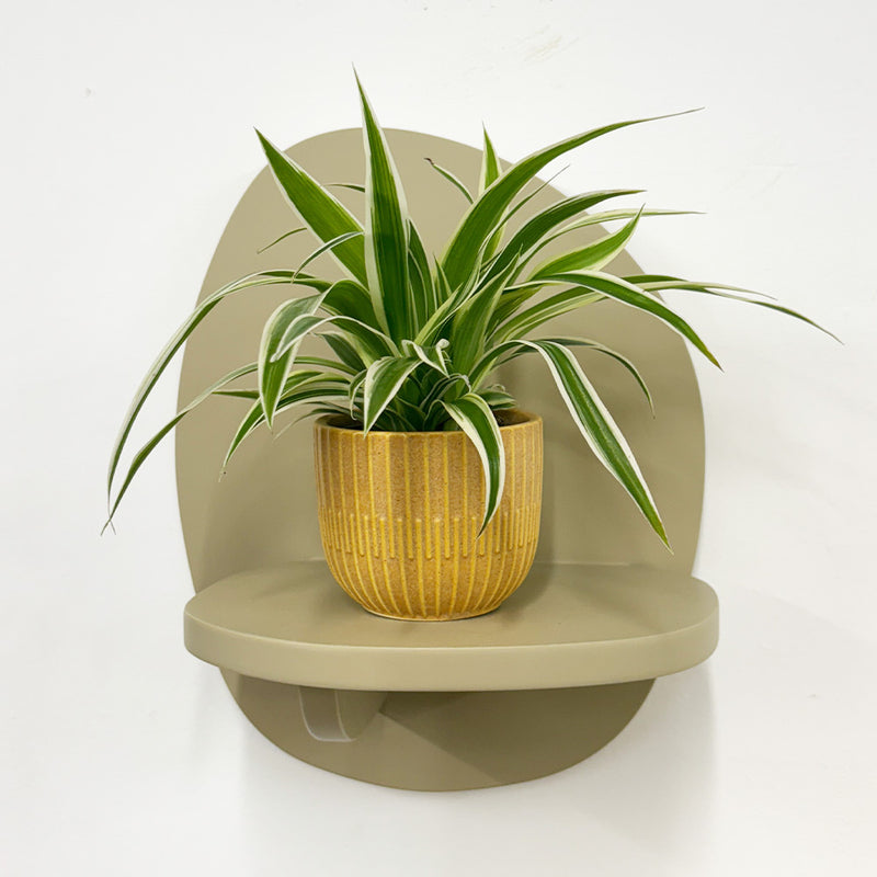 Mini Spider Plant & Pot