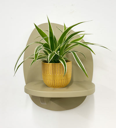 Mini Spider Plant & Pot