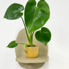 Mini Swiss Cheese Plant & Pot