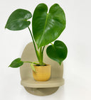 Mustard Pot