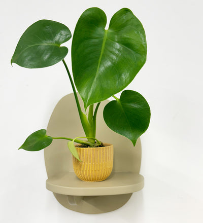 Mini Swiss Cheese Plant & Pot