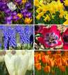 Spring Pot Bulb Collection