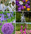 Spring Succession Bulb Collection