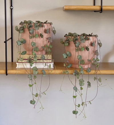 String of Hearts Pair