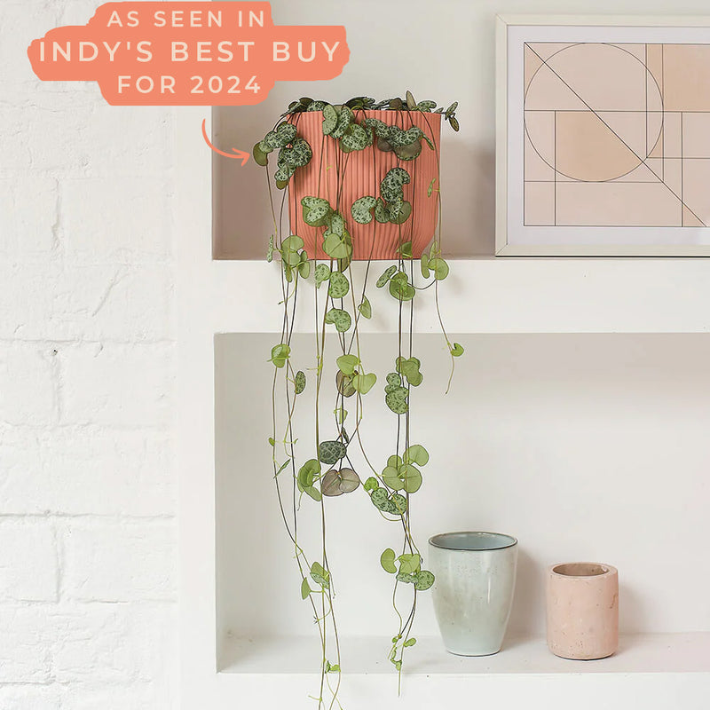 String of Hearts