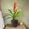 Pet Friendly Houseplant Subscription
