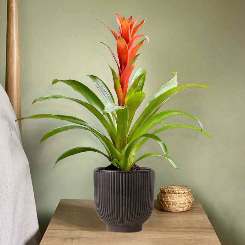 Pet Friendly Houseplant Subscription