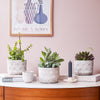 Succulent & Pot