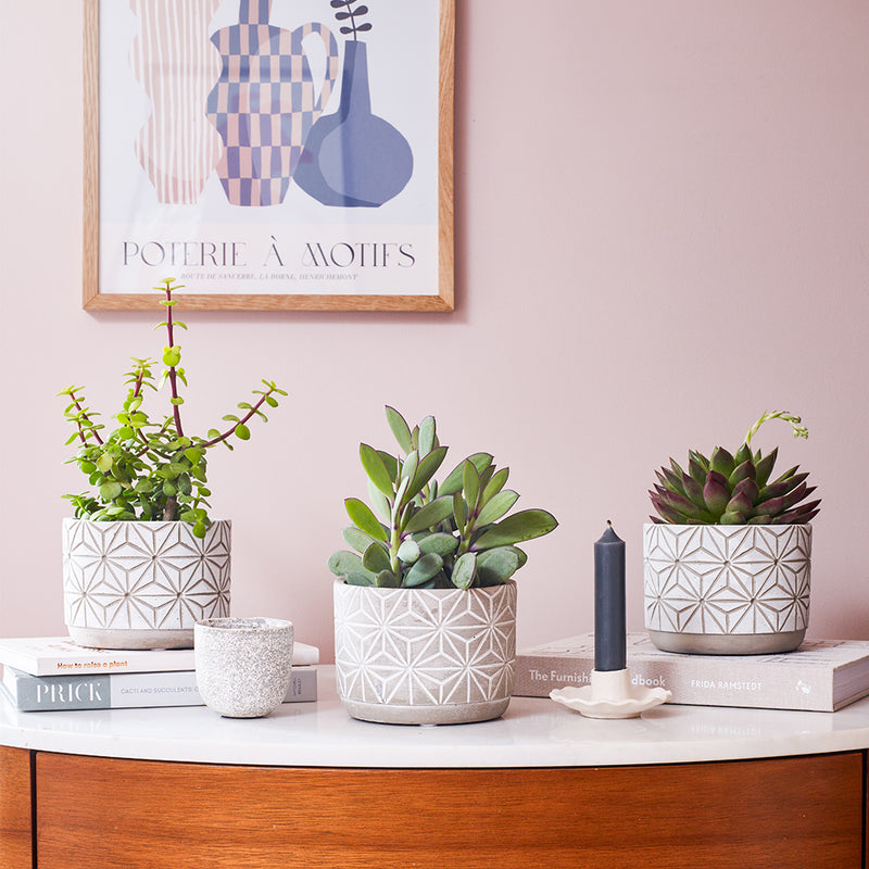 Succulent & Pot