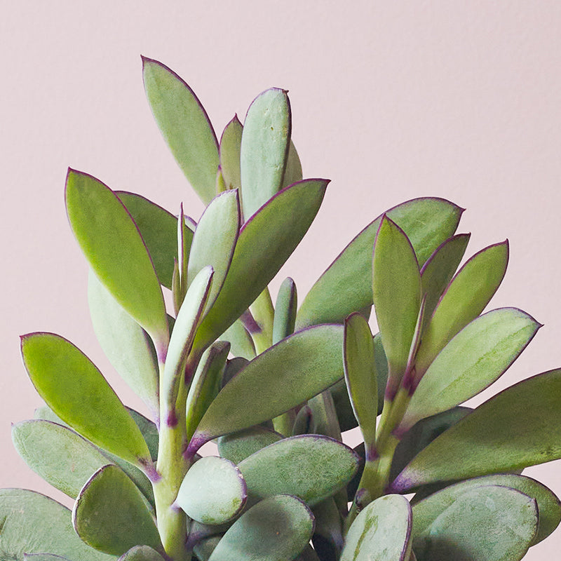 Succulent & Pot