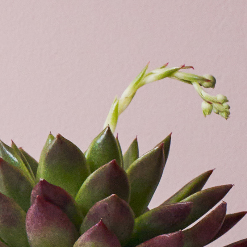 Succulent & Pot