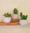 Artificial Mini Succulent & Pot