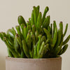 Succulent & Pot