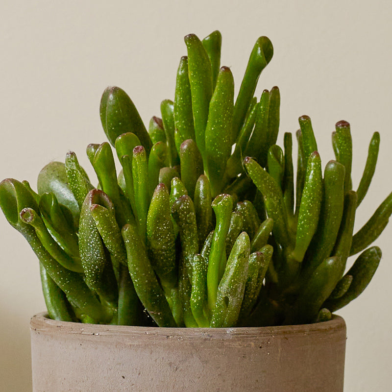 Succulent & Pot