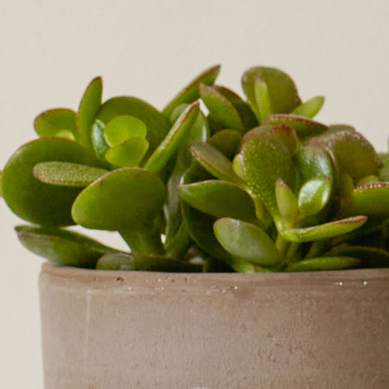 Succulent & Pot