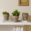 Succulent & Pot