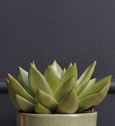 Succulent & pot