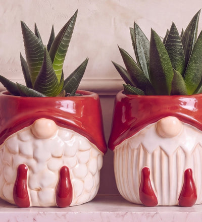 Succulent Trio in Christmas Pots