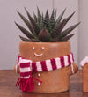 Succulent Gingerbread Gift Box