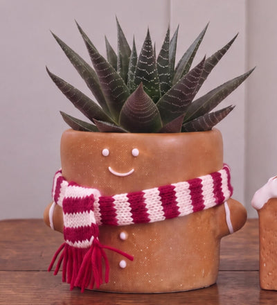 Succulent Gingerbread Gift Box