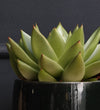 Succulent & Pot