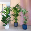 Large Plant Bundle