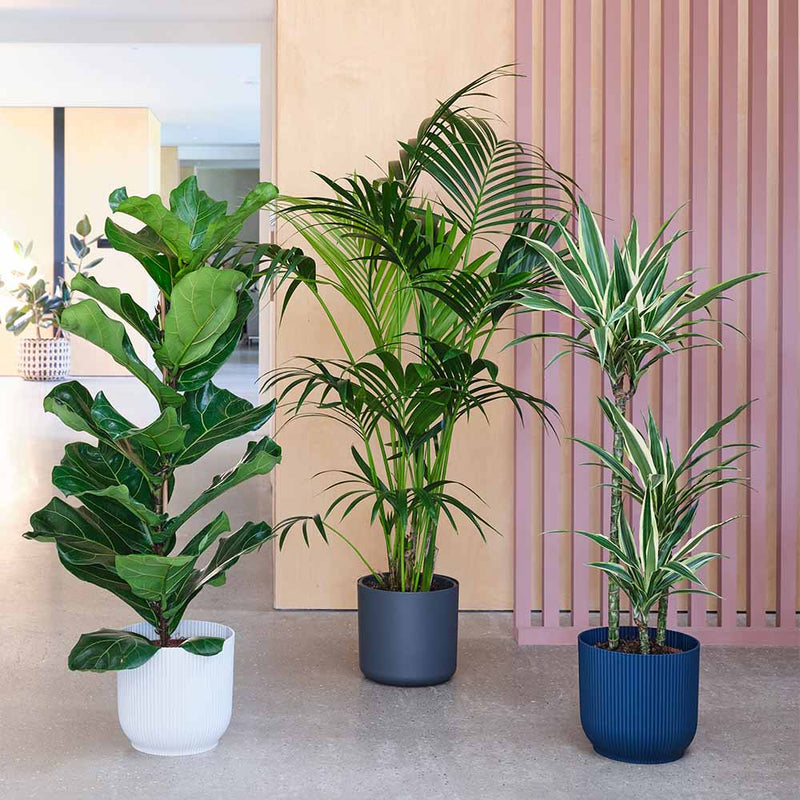 Large Plant Bundle