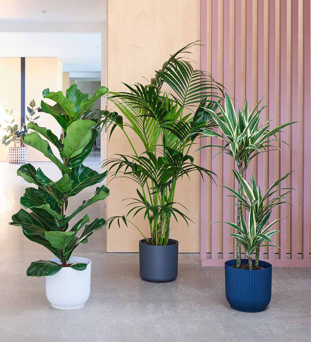 Large Plant Bundle Beards Daisies