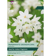 Paperwhite Narcissus Bulbs - size, care level, ideal position and flowering months