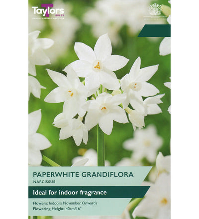 Paperwhite Narcissus Bulbs - size, care level, ideal position and flowering months