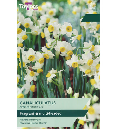 Narcissus Canaliculatus Bulbs - size, care level, ideal position and flowering months