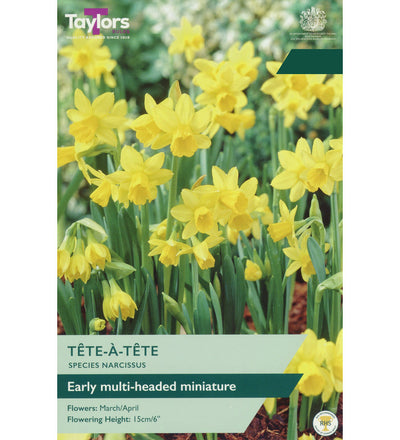 Narcissus Tête-à-Tête Bulbs - size, care level, ideal position and flowering months