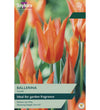 Tulip Ballerina Bulbs - size, care level, ideal position and flowering months
