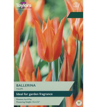 Tulip Ballerina Bulbs - size, care level, ideal position and flowering months