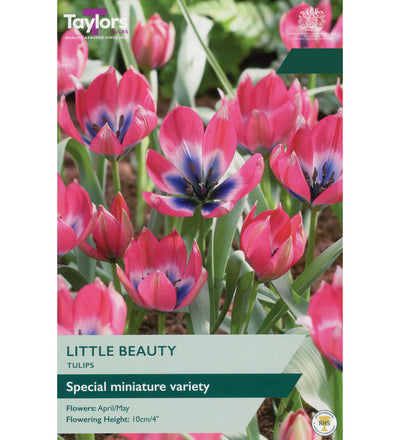 Tulip Little Beauty Bulbs - size, care level, ideal position and flowering months