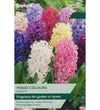 Garden Hyacinth Bulbs - size, care level, ideal position and flowering months
