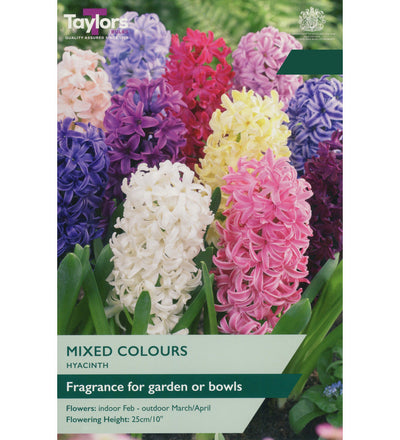 Garden Hyacinth Bulbs - size, care level, ideal position and flowering months