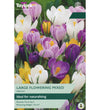 Crocus Bulbs - size, care level, ideal position and flowering months